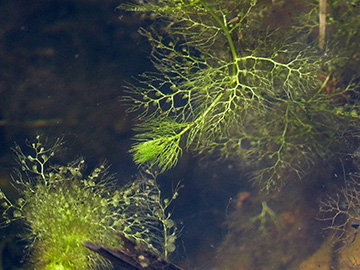 Utricularia australis