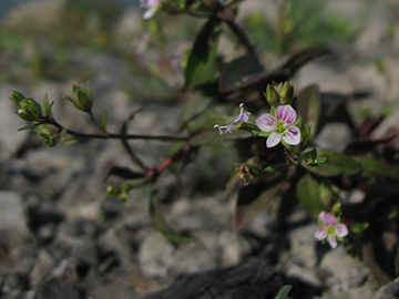 Veronica catenana