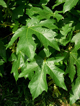 Acer macrophyllum