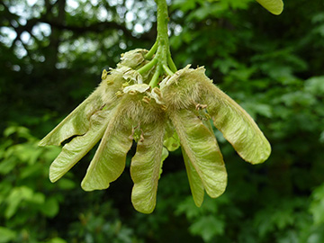 Acer macrophyllum