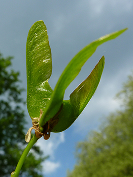 Acer platanoides Cucullatum