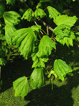 Acer platanoides Cucullatum