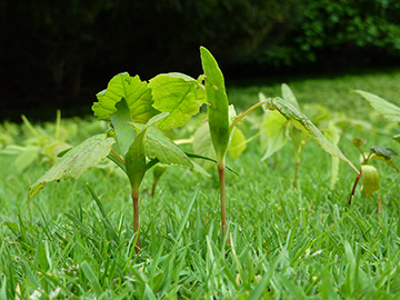 Acer pseudoplatanus