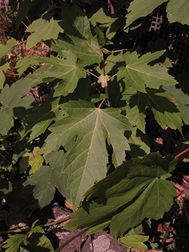 Acer saccharinum
