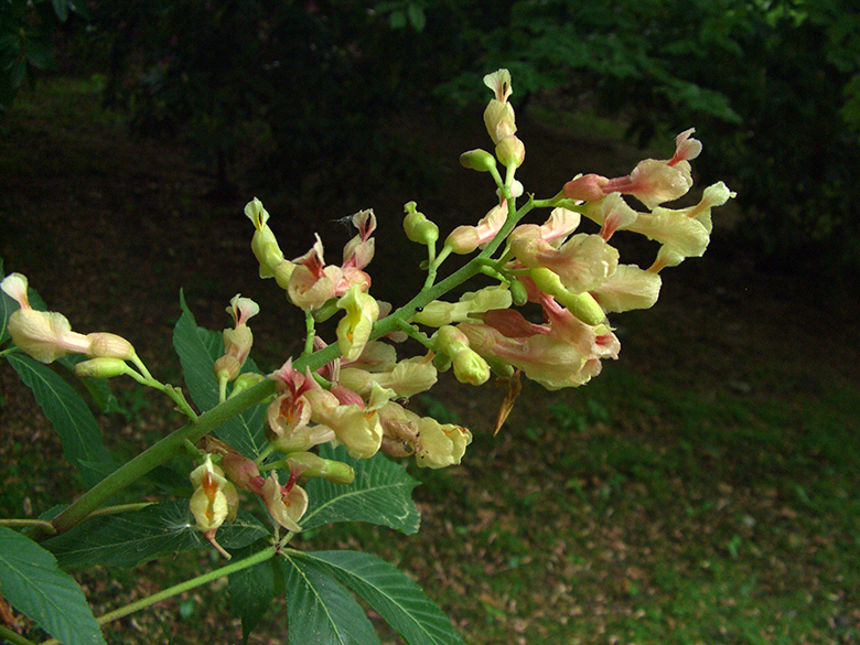 Aesculus flava