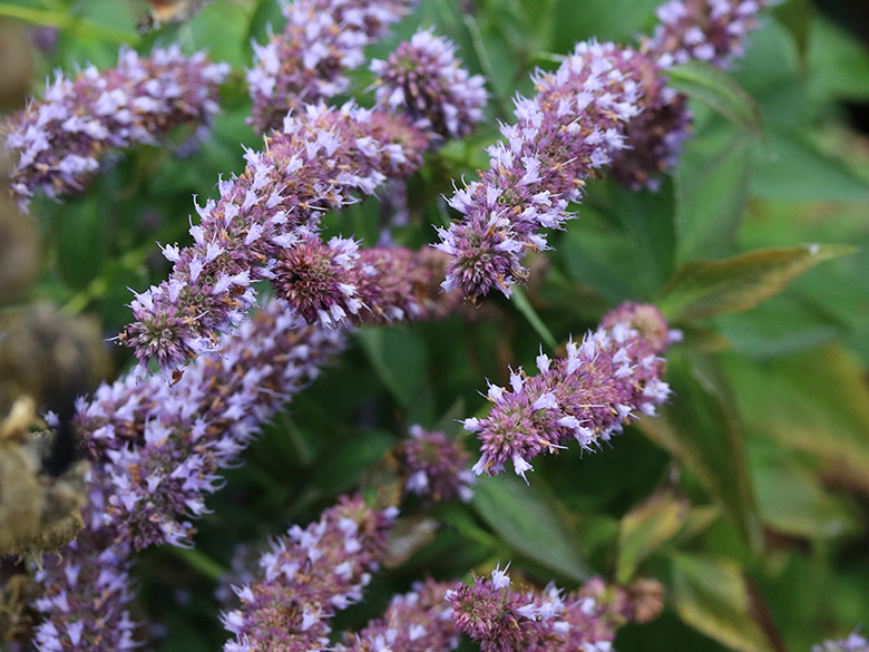 Agastache rugosa