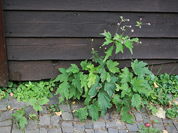 Anemone hybrida agg.