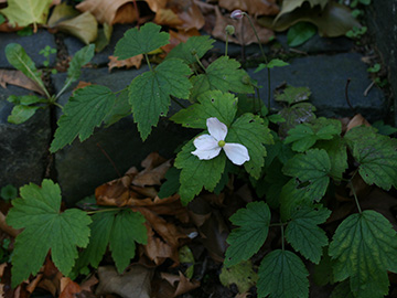 Anemone hybrida agg.