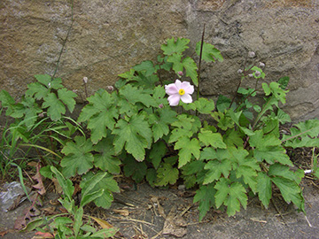 Anemone hybrida agg.
