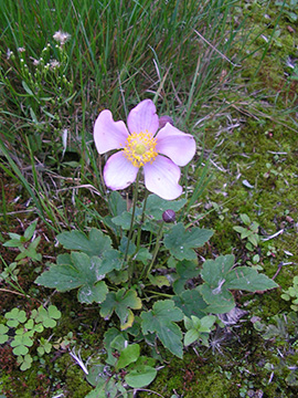 Anemone hybrida agg.