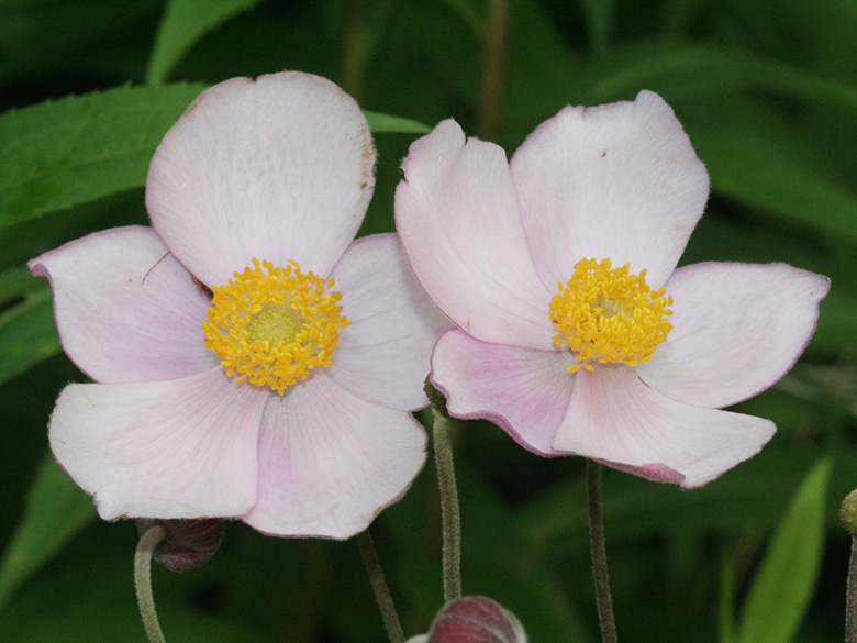 Anemone hybrida agg.