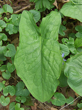 Arum maculatum