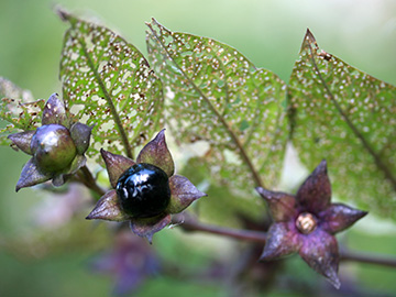 Atropa belladonna