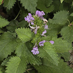 Betonica macrantha - Großblütige Betonie
