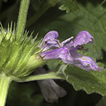 Betonica macrantha - Großblütige Betonie