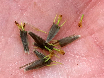 Bidens radiata