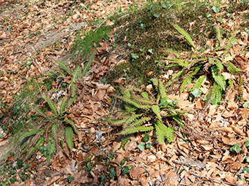 Blechnum spicant