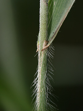 Bromus benekenii