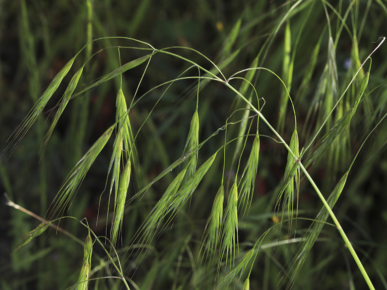 Bromus diandrus