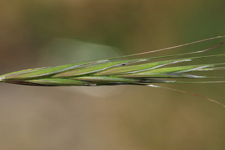 Bromus diandrus