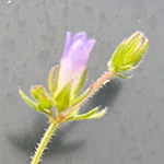 Campanula erinus - Zwerg-Glockenblume