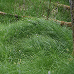 Carex brizoides - Zittergras-Segge