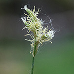 Carex brizoides - Zittergras-Segge