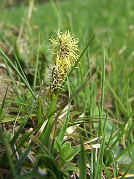 Carex caryophyllea