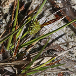 Carex viridula - Späte Gelb-Segge
