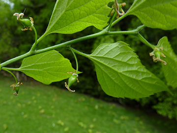Celtis australis