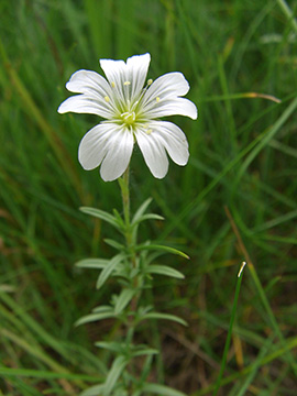 Cerastium arvense