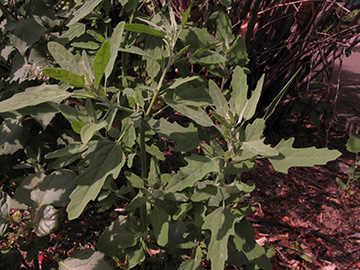 Chenopodium ficifolium