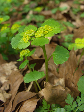 Chrysosplenium alternifolium