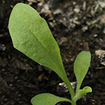Cichorium intybus - Gewöhnliche Wegwarte