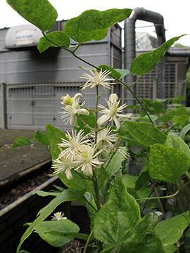 Clematis vitalba