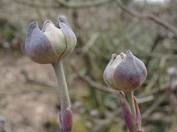 Cornus florida