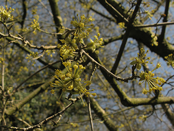 Cornus mas