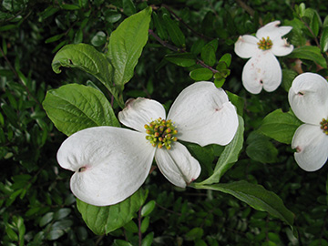 Cornus nuttallii