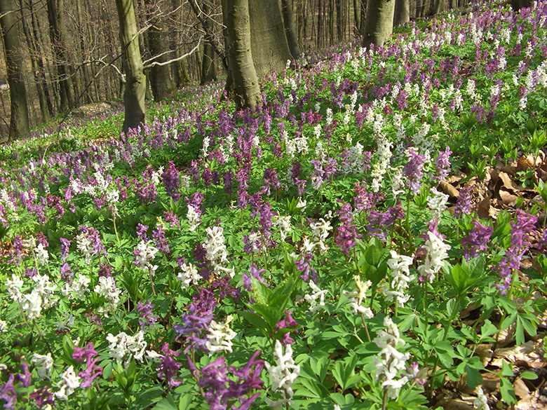 Corydalis cava