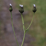 Crepis mollis - Weicher Pippau