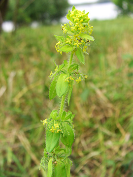 Cruciata laevipes