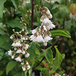 Deutzia scabra - Raue Deutzie