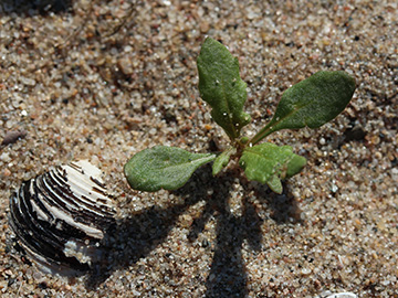 Dysphania ambrosioides