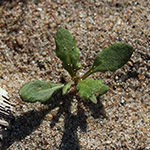 Dysphania ambrosioides