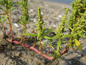 Dysphania ambrosioides