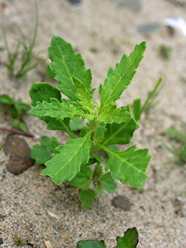 Dysphania ambrosioides