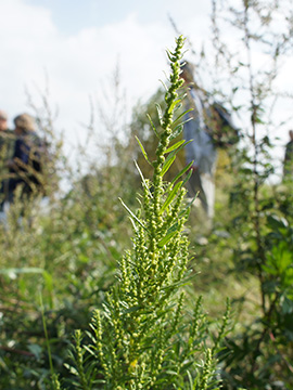Dysphania ambrosioides