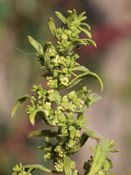 Dysphania ambrosioides