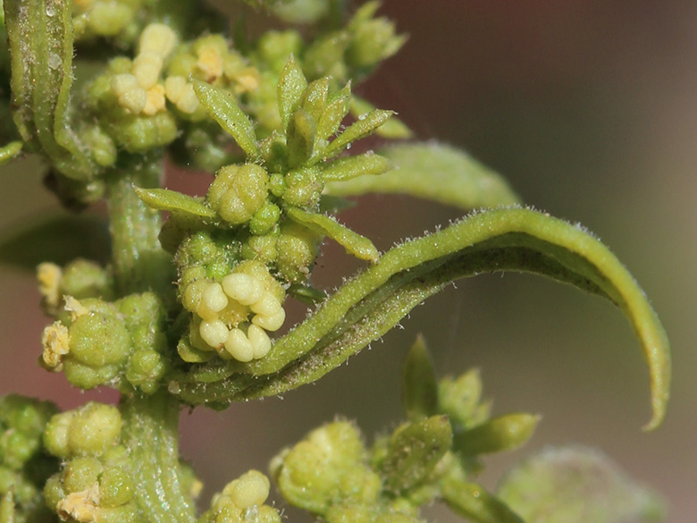 Dysphania ambrosioides