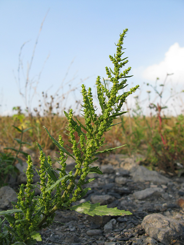 Dysphania ambrosioides